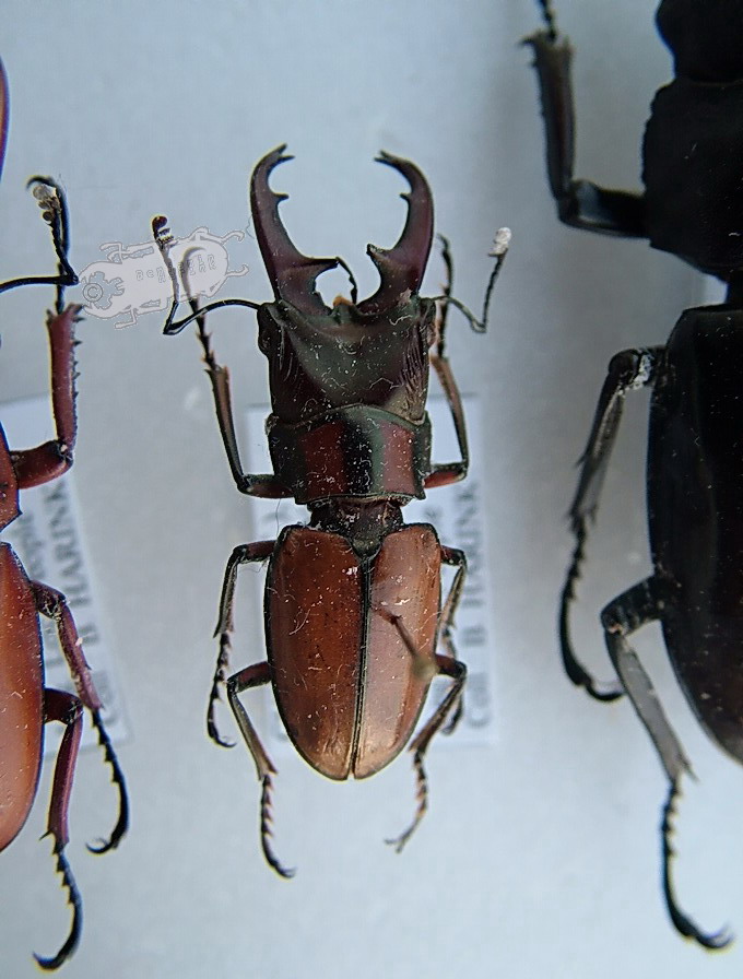 Genus Cyclommatus the online insect museum